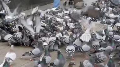 巨大的鸽子群吃面包，在城市大街上起飞。 慢动作